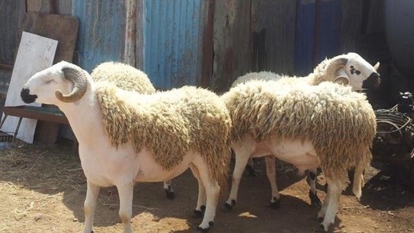 الأضاحي